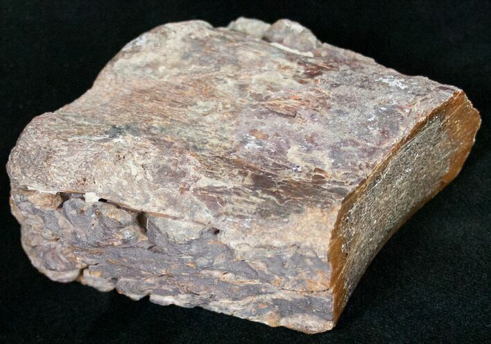 Agatized Dinosaur Bone - Polished #11444
